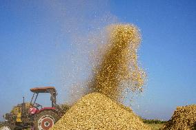 Rice Harvest Season