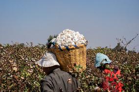 Cotton Harvest Season