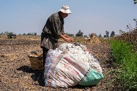 Cotton Harvest Season