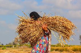 Rice Harvest Season