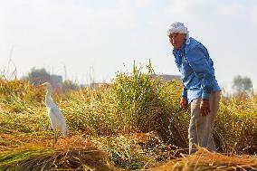 Rice Harvest Season