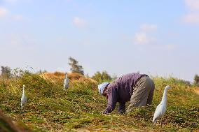 Rice Harvest Season