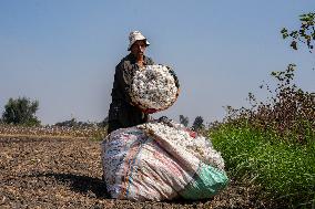 Cotton Harvest Season