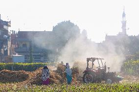 Rice Harvest Season