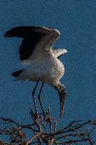 American Wood Stork