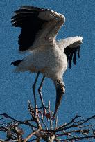 American Wood Stork