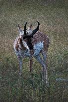 North American Pronghorn