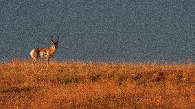 North American Pronghorn