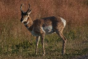 North American Pronghorn