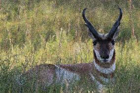 North American Pronghorn