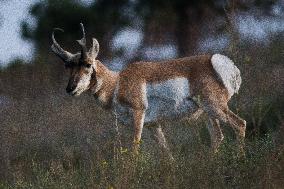 North American Pronghorn