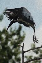 American Wood Stork