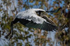 American Wood Stork