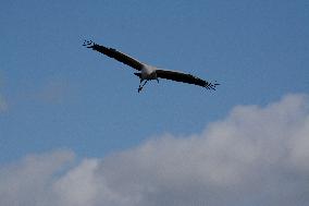 American Wood Stork