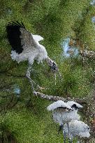 American Wood Stork