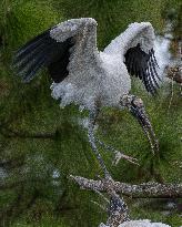 American Wood Stork