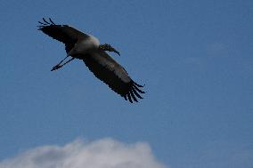 American Wood Stork