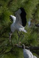 American Wood Stork