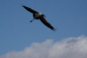 American Wood Stork