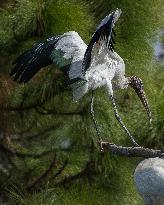 American Wood Stork