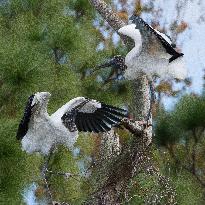 American Wood Stork