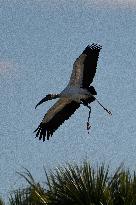 American Wood Stork