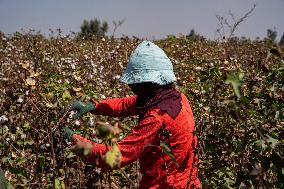 Cotton Harvest Season