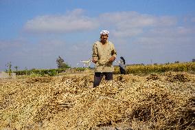 Rice Harvest Season