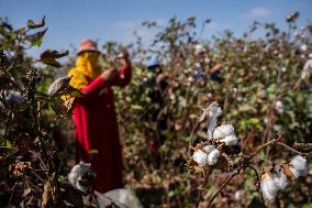 Cotton Harvest Season