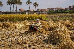 Rice Harvest Season