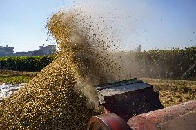 Rice Harvest Season