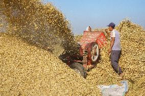 Rice Harvest Season