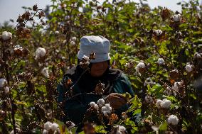 Cotton Harvest Season