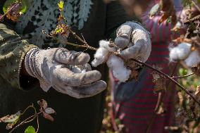 Cotton Harvest Season