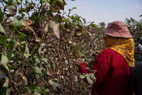 Cotton Harvest Season