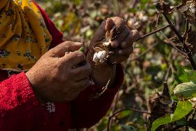 Cotton Harvest Season