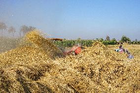 Rice Harvest Season