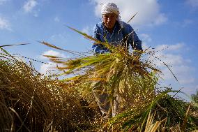 Rice Harvest Season