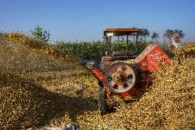 Rice Harvest Season