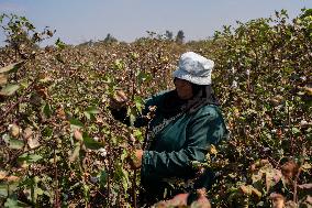 Cotton Harvest Season