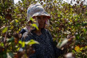 Cotton Harvest Season