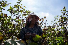 Cotton Harvest Season