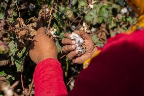 Cotton Harvest Season