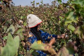 Cotton Harvest Season