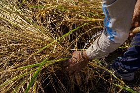 Rice Harvest Season