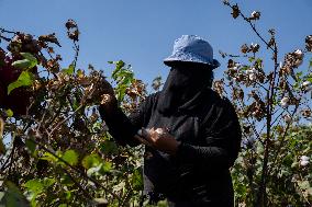 Cotton Harvest Season