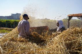 Rice Harvest Season