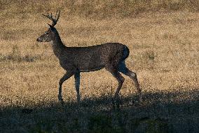 North American Whitetail Deer