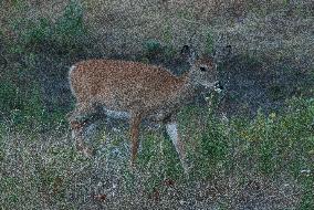 North American Whitetail Deer