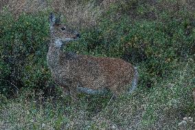 North American Whitetail Deer